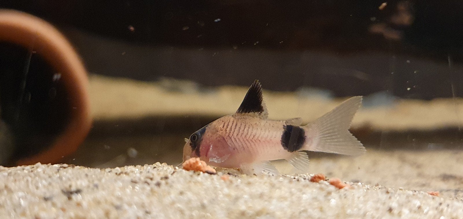 Corydoras Panda, Vis, Zoetwatervis, Schoolvis