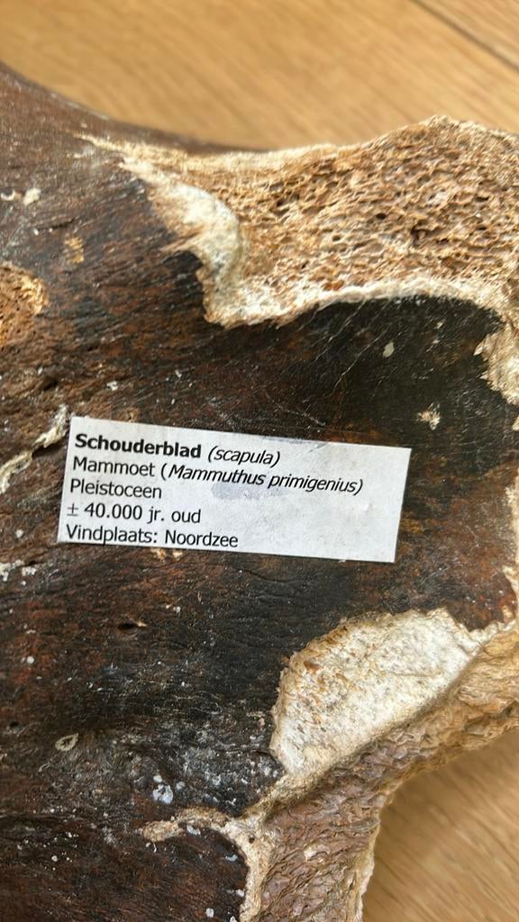 Mammoet schouderblad fossiel, Noordzee, Verzamelen, Mineralen en Fossielen, Ophalen of Verzenden, Fossiel
