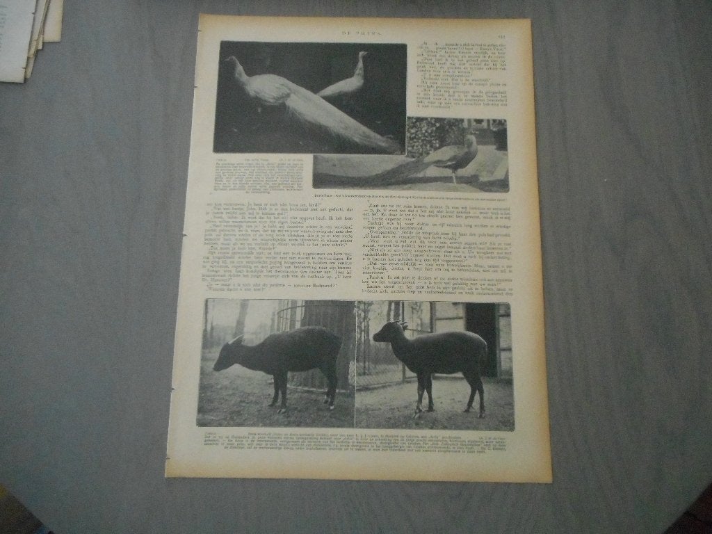 Artis. Pauwen. Anoa-stierkalf met kalfje. 1912., Verzamelen, Tijdschriften, Kranten en Knipsels, Ophalen of Verzenden, Voor 1920