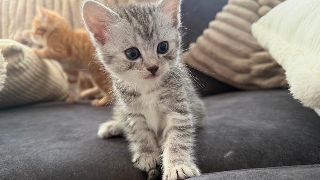 Tabby kitten, Dieren en Toebehoren, Katten en Kittens | Raskatten | Korthaar, Meerdere dieren