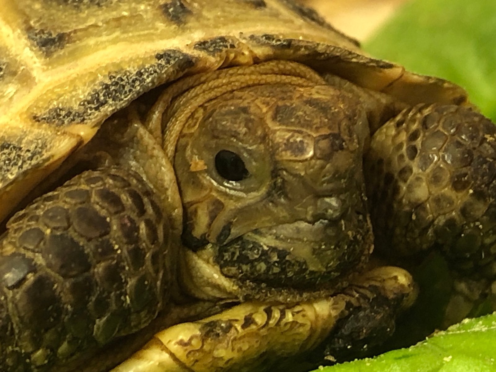 Landschildpad Vierteen Agrionemys Horsfieldi Tortoise photo 7