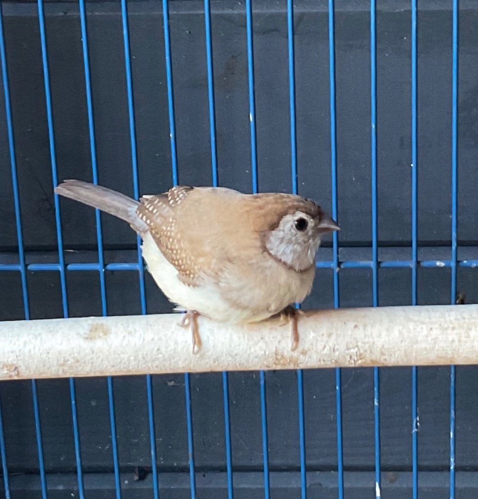 2 jonge bichenow astrildes, Dieren en Toebehoren, Vogels | Overige Vogels, Tropenvogel, Meerdere dieren, Geringd