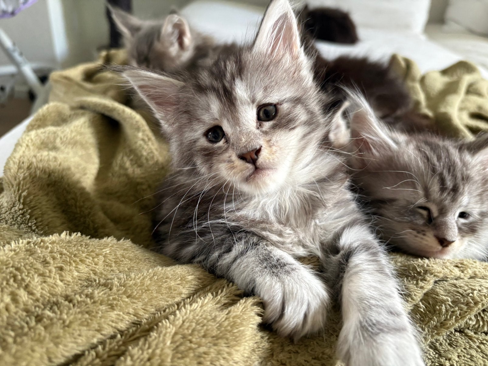 Maine coon kittens met stamboom, Dieren en Toebehoren, Meerdere dieren, Met stamboom