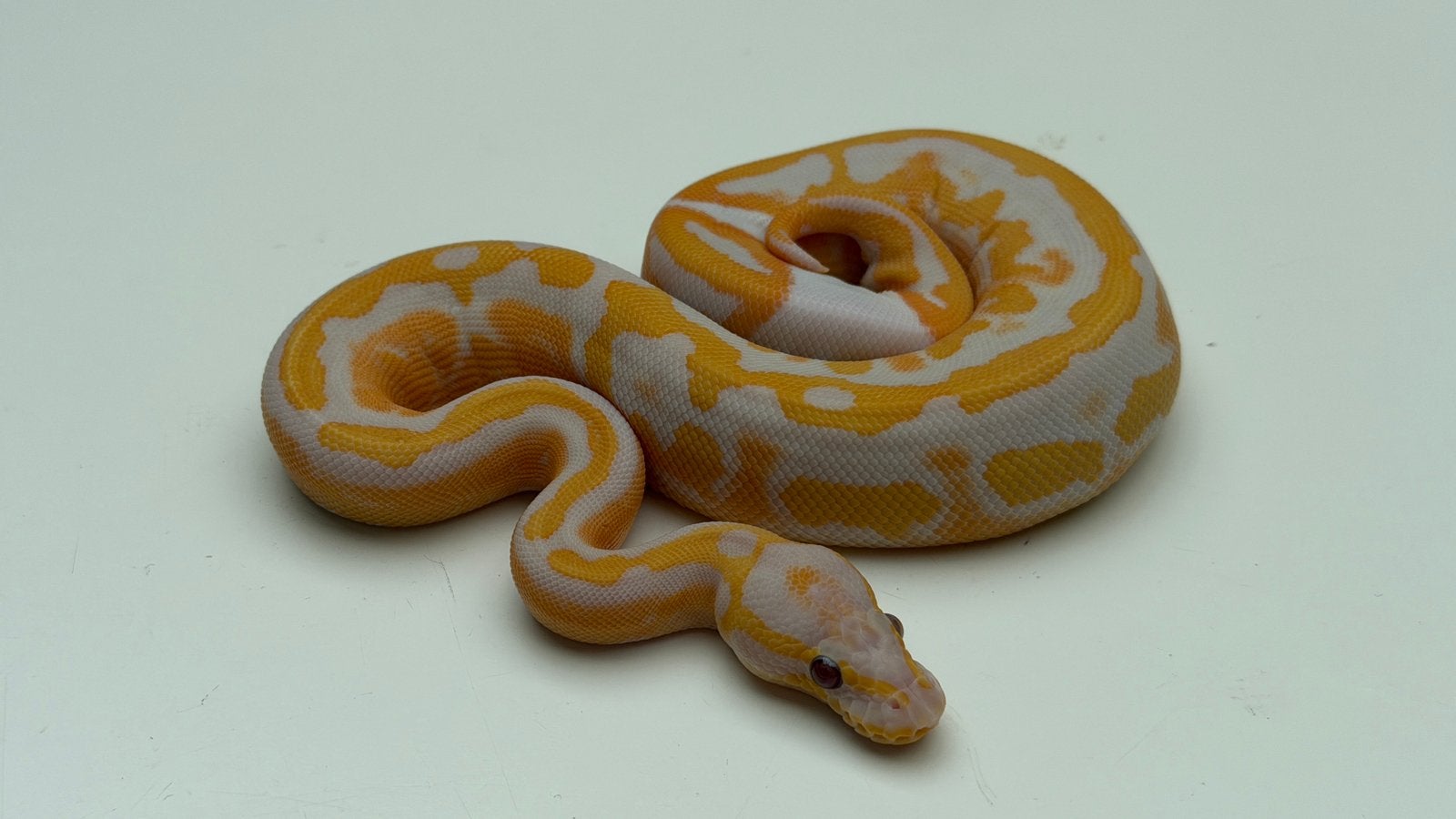 Dreamsicle vrouwtje 2026 ball puthon Ball Python - female for sale from Morphisticated Ball Pythons