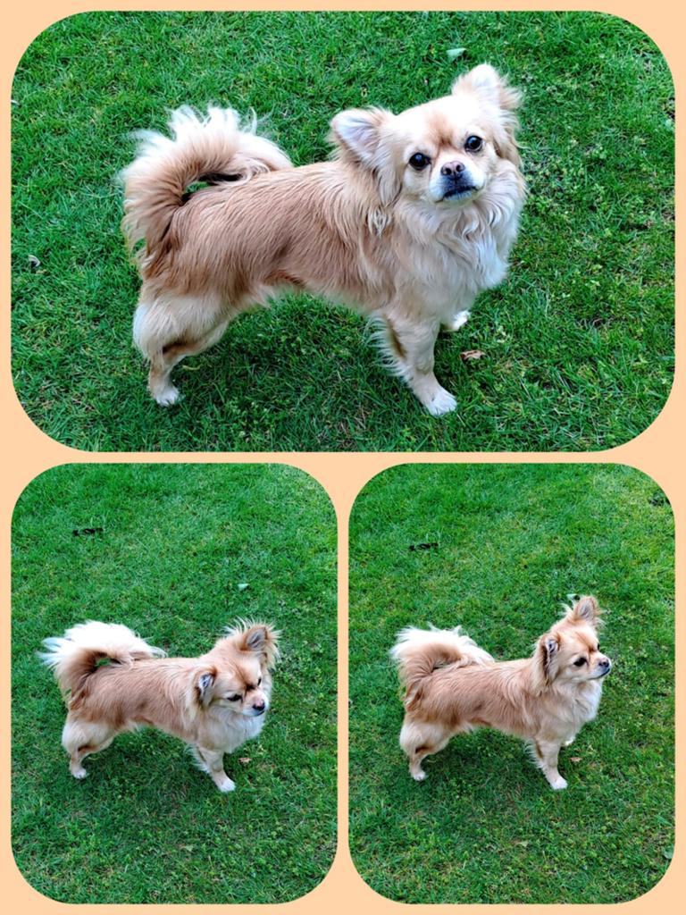 Prachtige chihuahua reu 1 jaar oud, Reu, 1 tot 2 jaar, Parvo, Eén hond