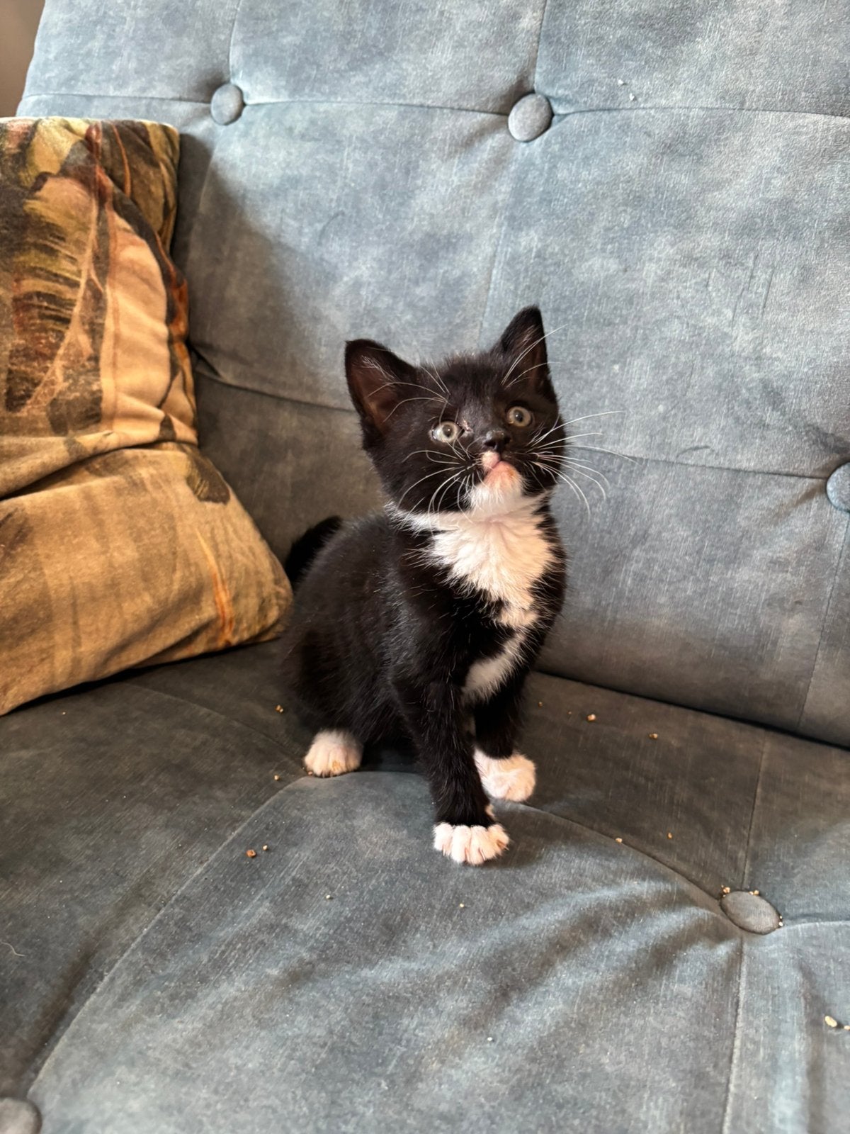 Drie lieve kittens die opzoek zijn naar een fijn huisje, Meerdere dieren, Ontwormd, 0 tot 2 jaar