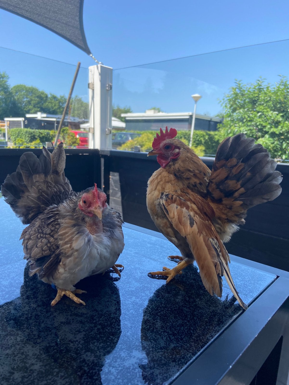 Mini serama koppel, ayam maleis serama, Dieren en Toebehoren, Pluimvee, Meerdere dieren, Kip