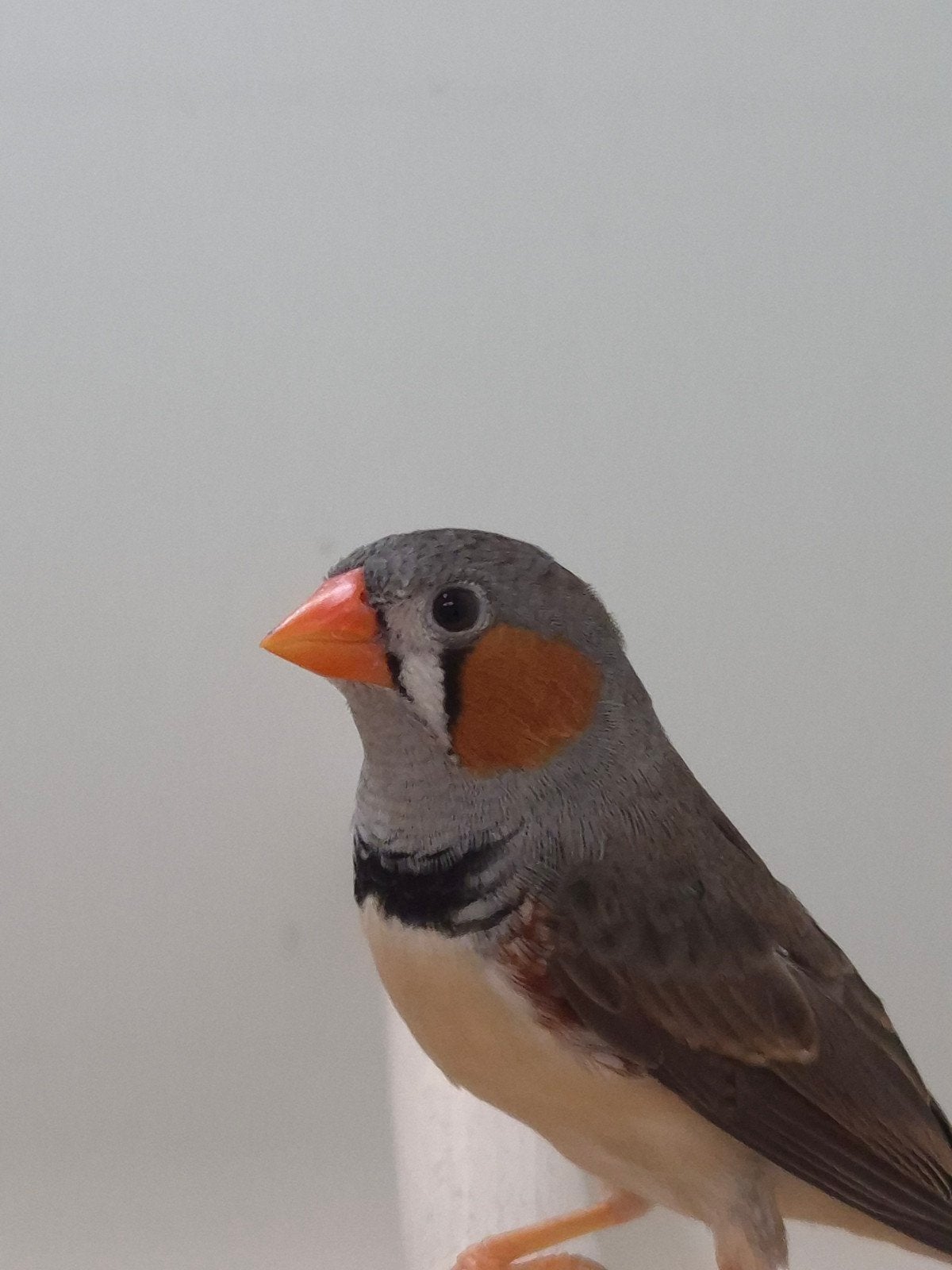 1-1 Timor Zebravinken, Dieren en Toebehoren, Vogels | Overige Vogels, Meerdere dieren, Tropenvogel, Geringd