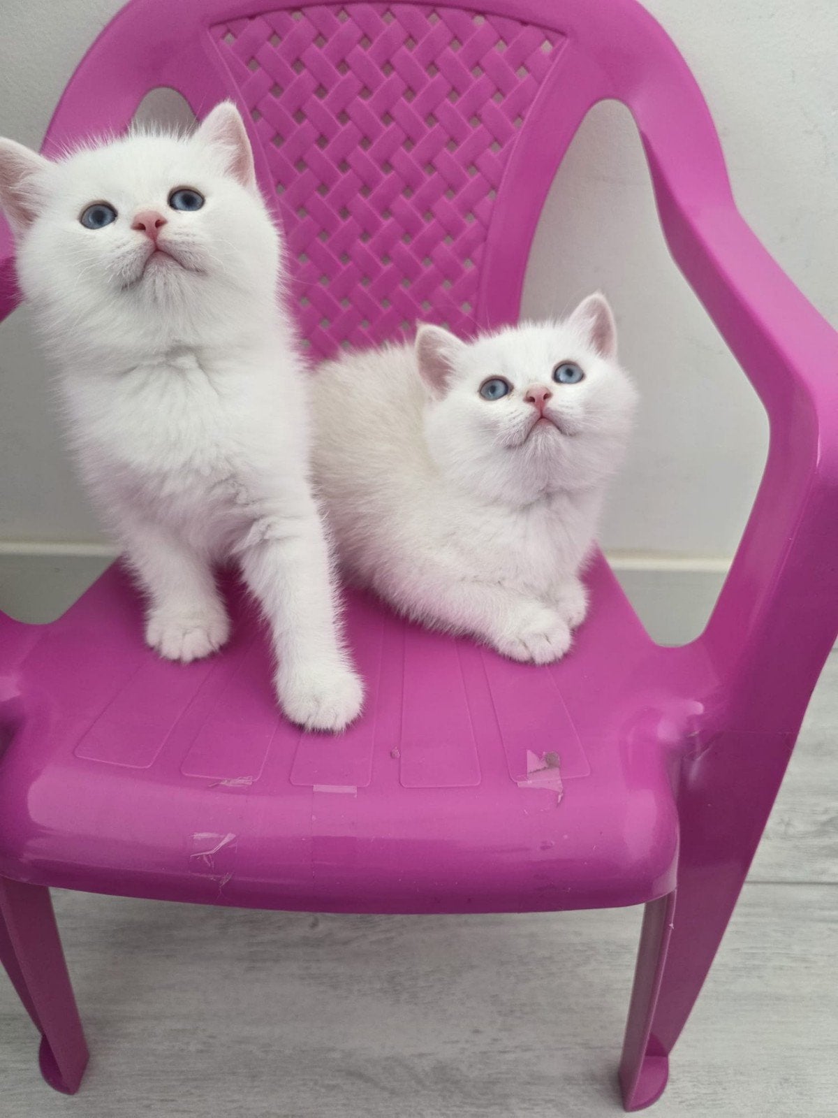 Prachtige Britse Korthaar kittens, Kater, Ontwormd, 0 tot 2 jaar