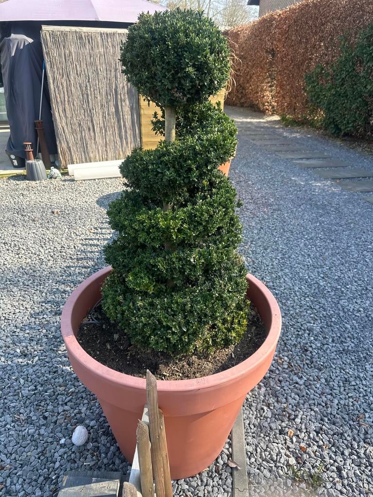 Tk spiraal buxus, Volle zon, Bloeit niet, Minder dan 100 cm, Overige soorten