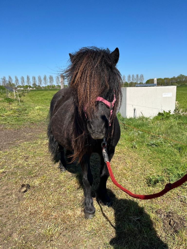 Te koop mooie drachtige shetland merrie, Merrie