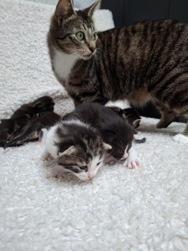 Kittens, Dieren en Toebehoren, Meerdere dieren