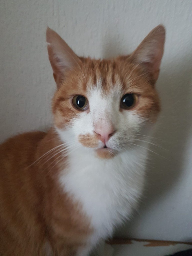 Katten, Meerdere dieren, Kortharig