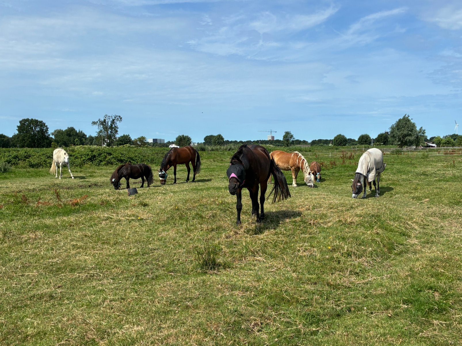 Heerlijke plek voor shetlander of kleine pony in Spaarndam, Dieren en Toebehoren, Stalling en Weidegang, Weidegang, 1 paard of pony