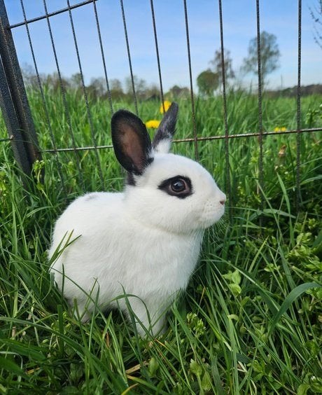 Hades zoekt een nieuw huisje, Mannelijk, Klein, 0 tot 2 jaar