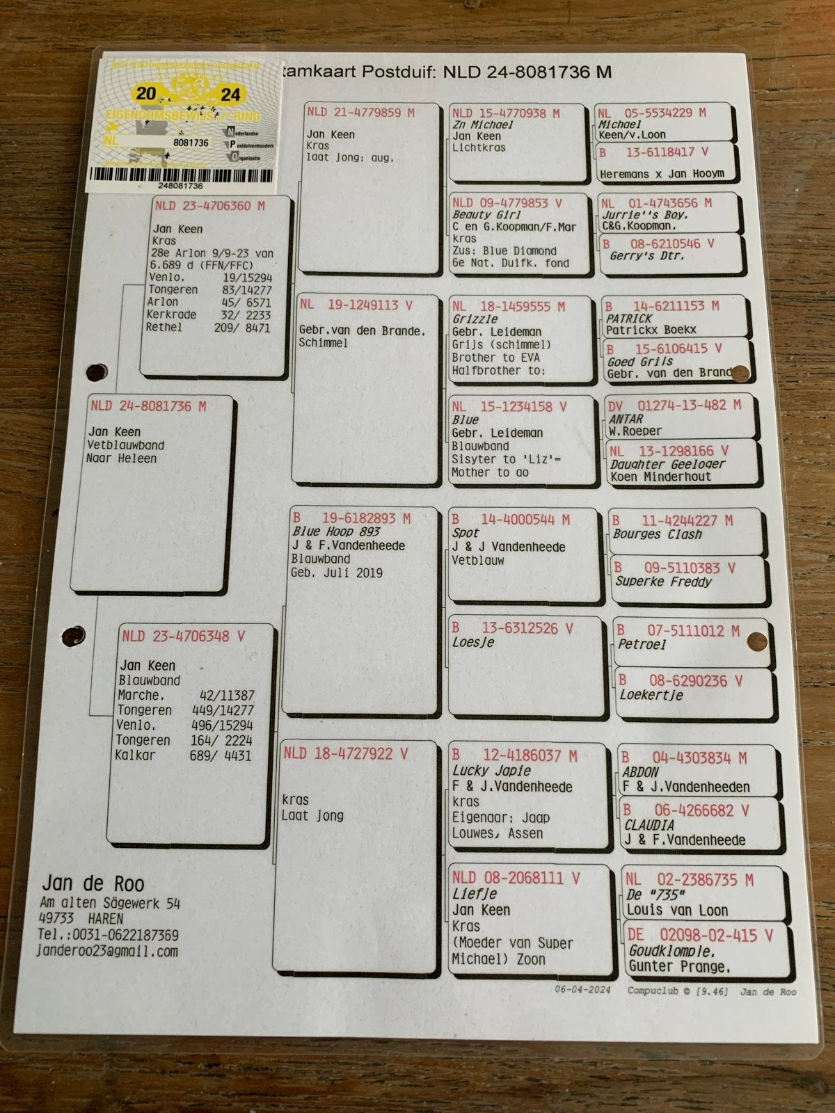Rechtstreekse doffer van Jan keen., Mannelijk, Postduif