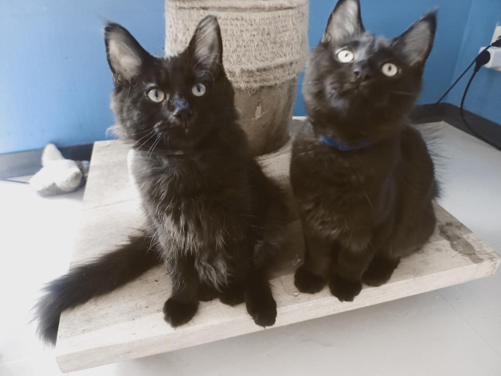 Maine Coon kittens inclusief stamboom, Dieren en Toebehoren, Katten en Kittens | Raskatten | Langhaar, Meerdere dieren, Met stamboom