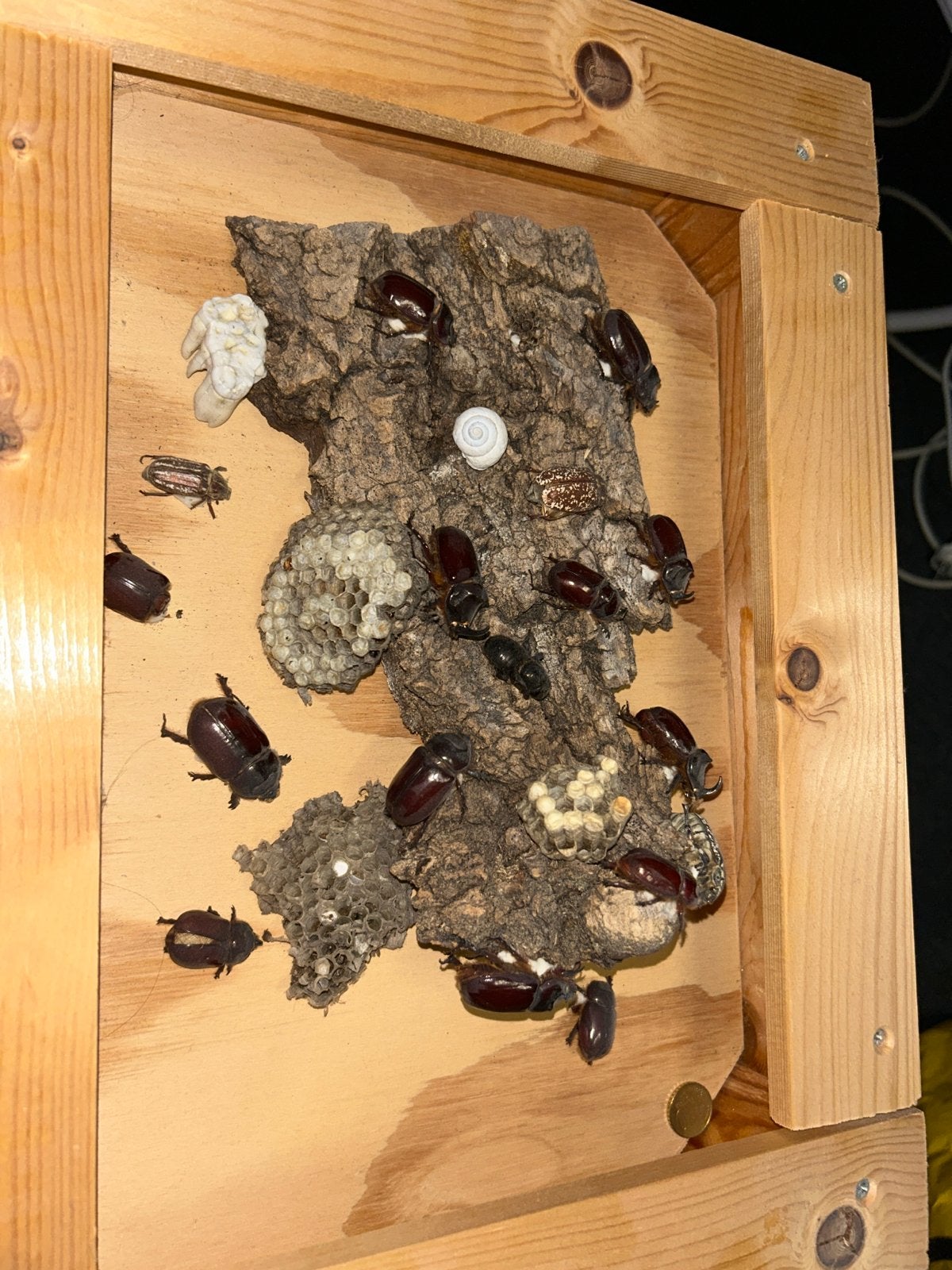 Uniek Taxidermie Insecten Display - Neushoornkevers & Julike, Ophalen of Verzenden, Gebruikt, Insect, Opgezet dier