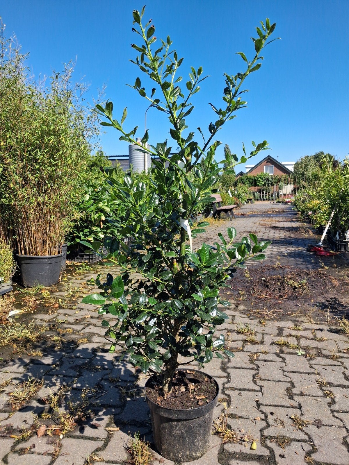 Niet-prikkende Groenblijvende Hulst 'J.C. van Tol' 100cm, Ophalen of Verzenden, Hulst, Struik, Minder dan 100 cm
