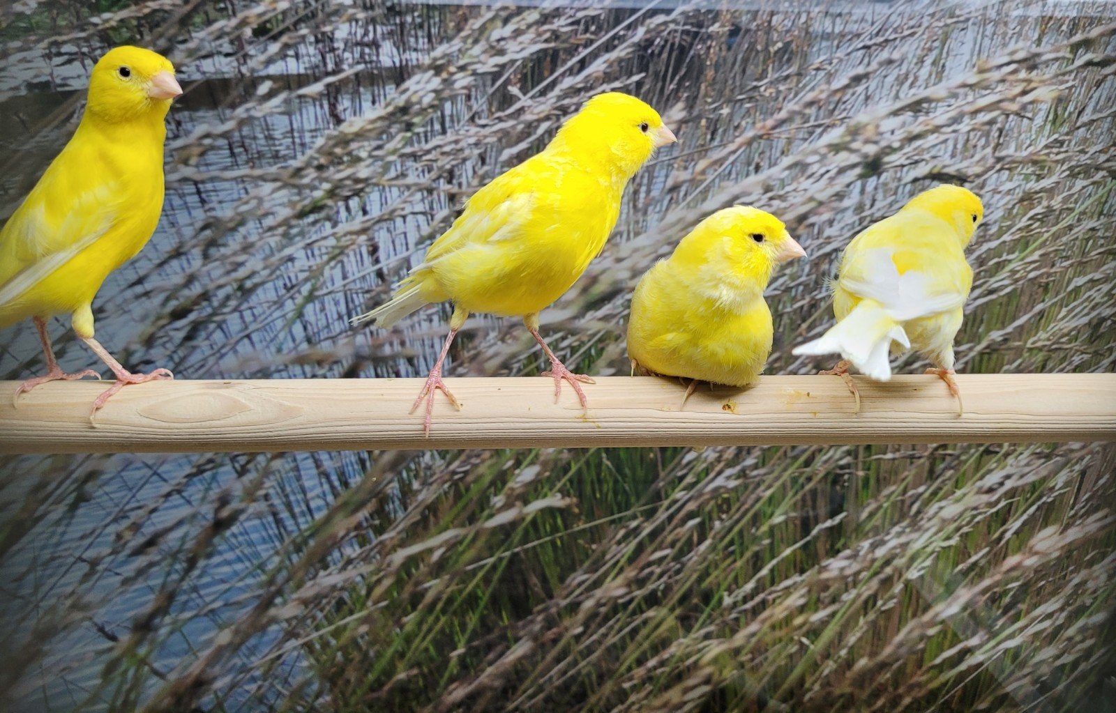 Kanaries in diverse kleuren., Meerdere dieren, Kleurkanarie