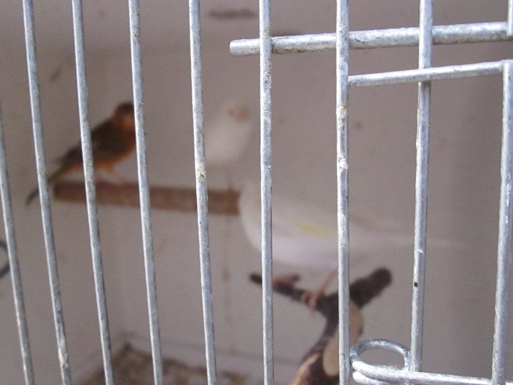zebravinken  kanaries  valkparkiet, Meerdere dieren, Tropenvogel
