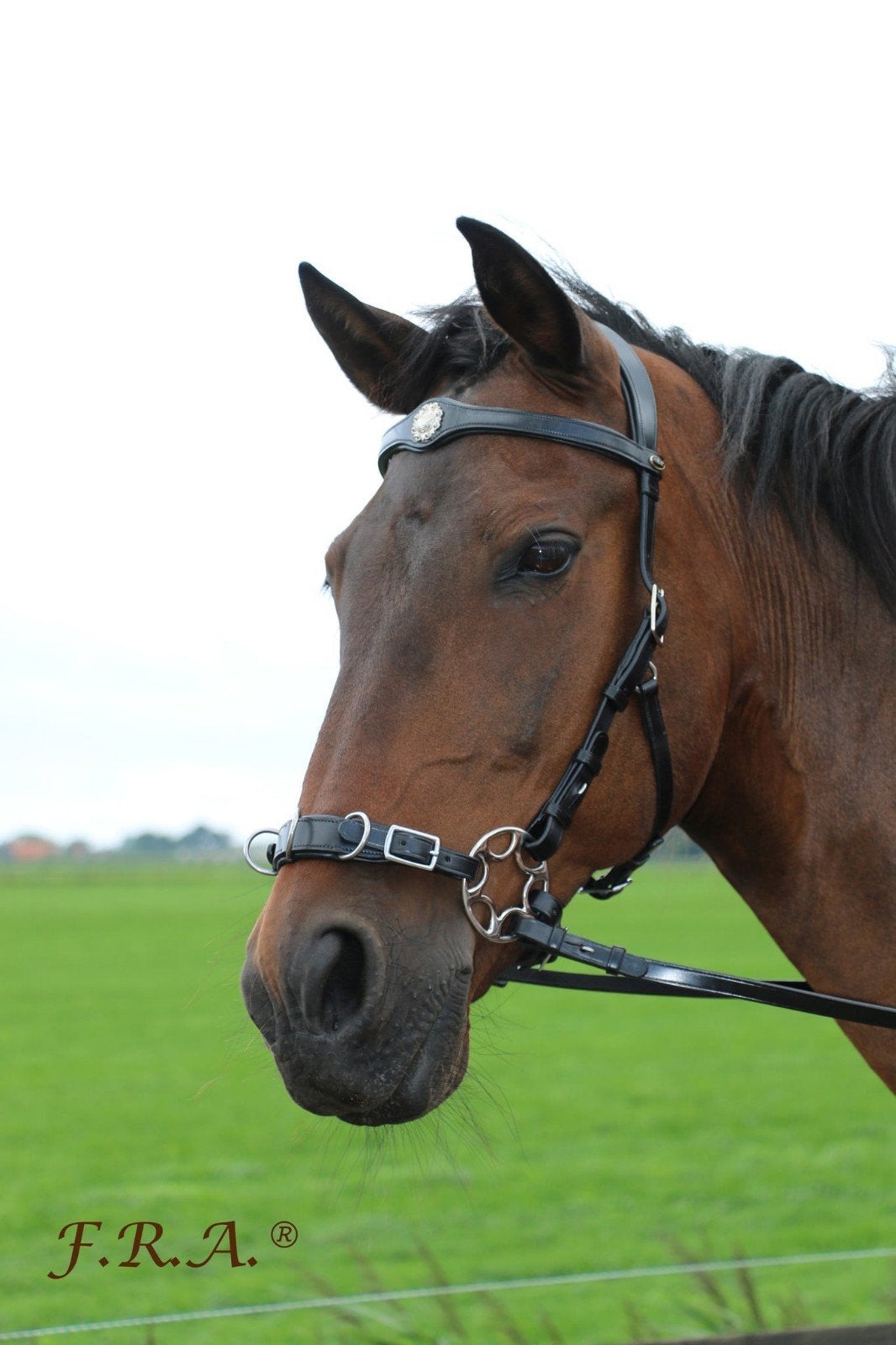 F.R.A kaptoom caval Full bruin, Ophalen, Hoofdstel, Full