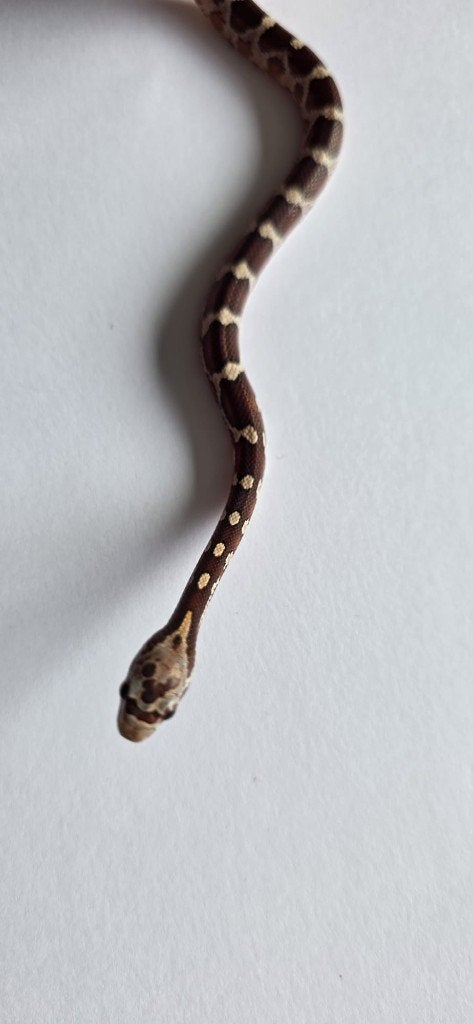 Prachtige Baby Rattenslangen (Met Bloodred-genetica) Rat Snake photo 7