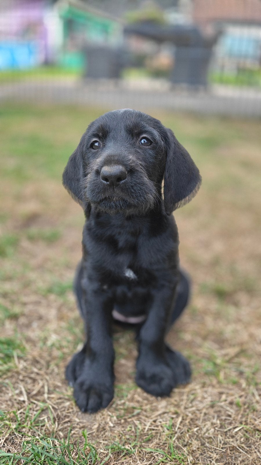 Duitse Staande x Labrador pups, Dieren en Toebehoren, 8 tot 15 weken, Meerdere, Meerdere dieren, Duitse Staande hond