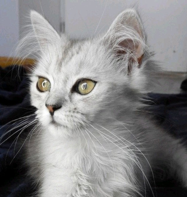 Uw droomkat: Prachtige Ragdoll x Brits Korthaar (Reserveren