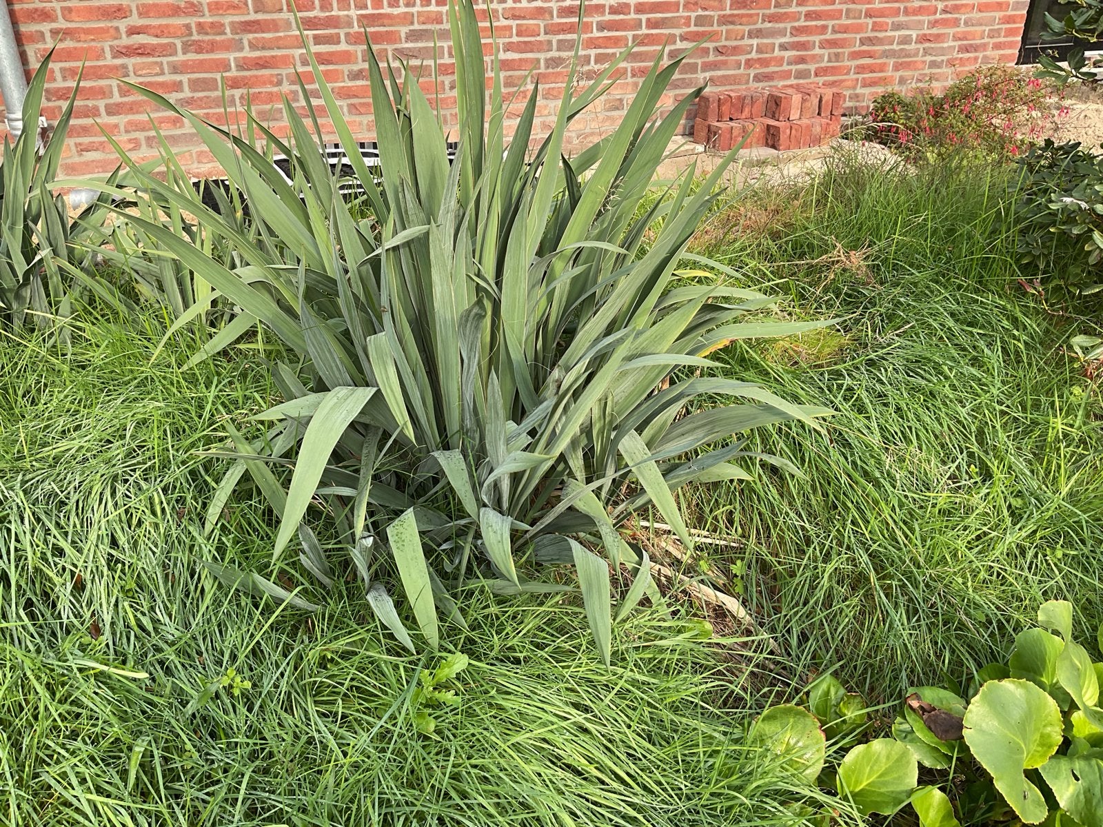 Grote Yucca plant voor tuin of terras, Overige soorten, Volle zon, Vaste plant, Ophalen of Verzenden