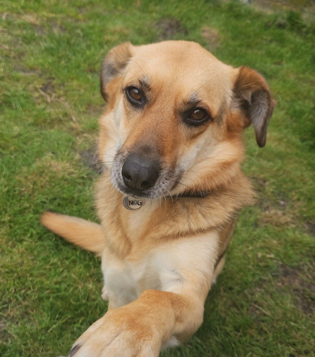 Lieve Kaijah, 6 jaar of ouder, Rabiës (hondsdolheid), Teef, Eén hond