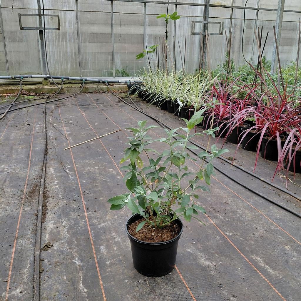 Driekleurige vlinderstruik | Buddleja 'Flower power ', Ophalen of Verzenden, Overige soorten, Volle zon