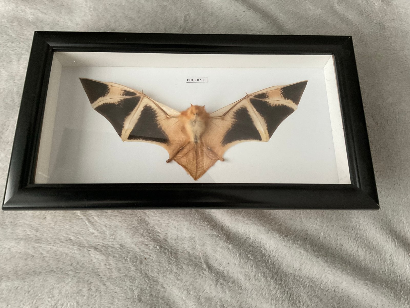 Opgezette Vleermuis in Lijst - Uniek Decoratiestuk, Verzamelen, Dierenverzamelingen, Ophalen of Verzenden, Gebruikt, Wild dier