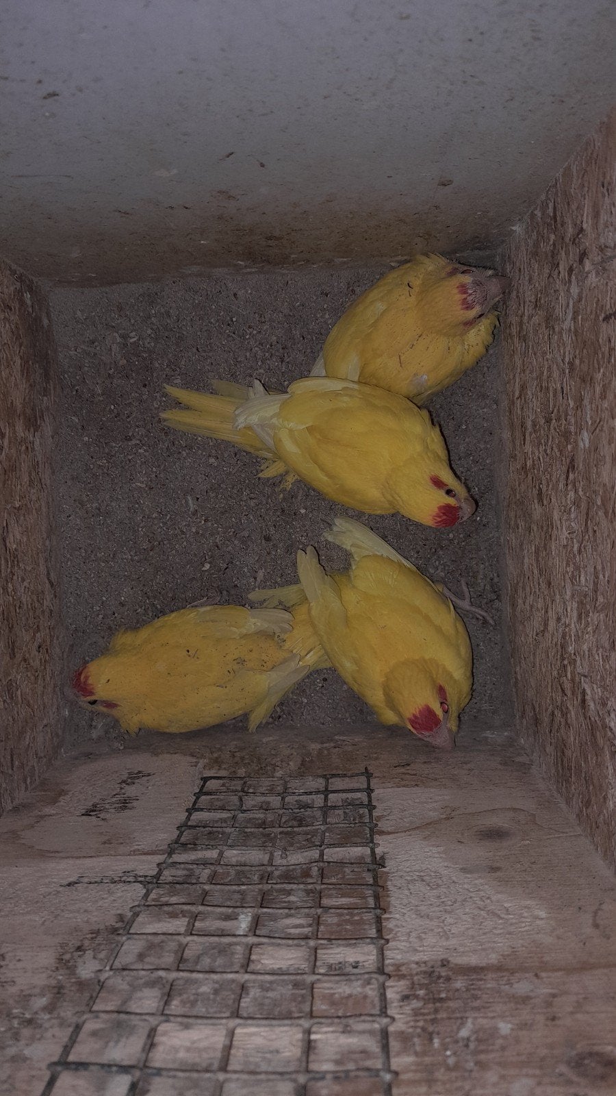 4 jonge kakariki's, Parkiet, Tam