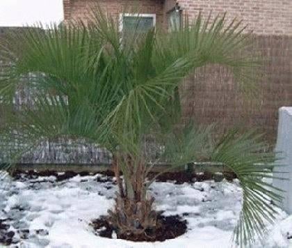 5 x Butia odorata palm boom zaden (verzenden kan ook), Tuin en Terras, Bloembollen en Zaden, Ophalen, Gehele jaar, Volle zon, Zaad