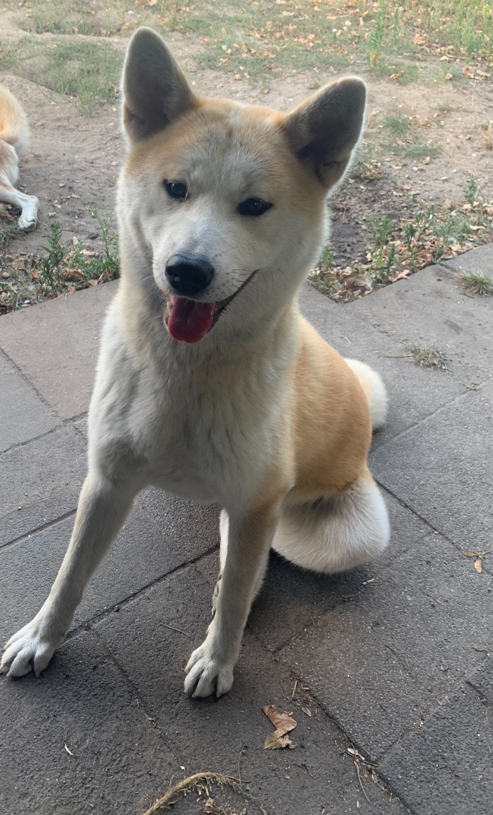 Japanse akita inu, Parvo, Overige rassen, Teef, Eén hond