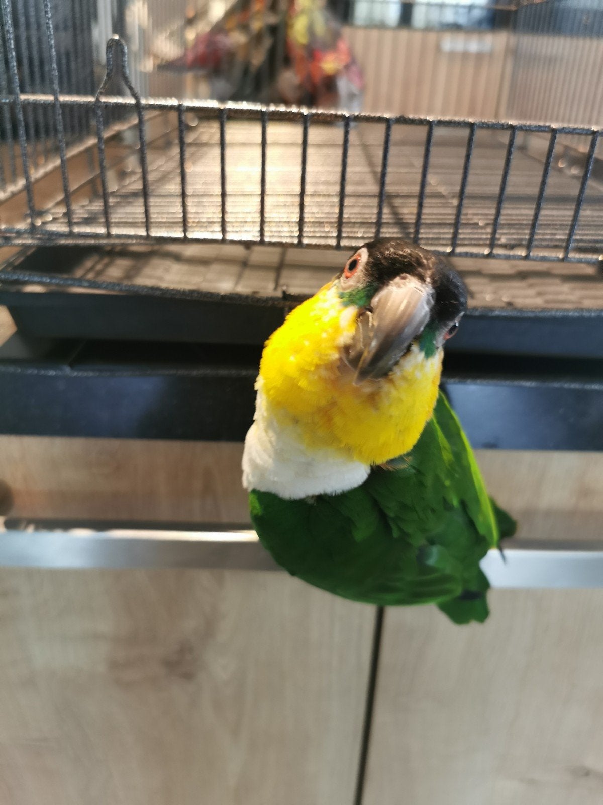 caique, Mannelijk, Papegaai, Geringd