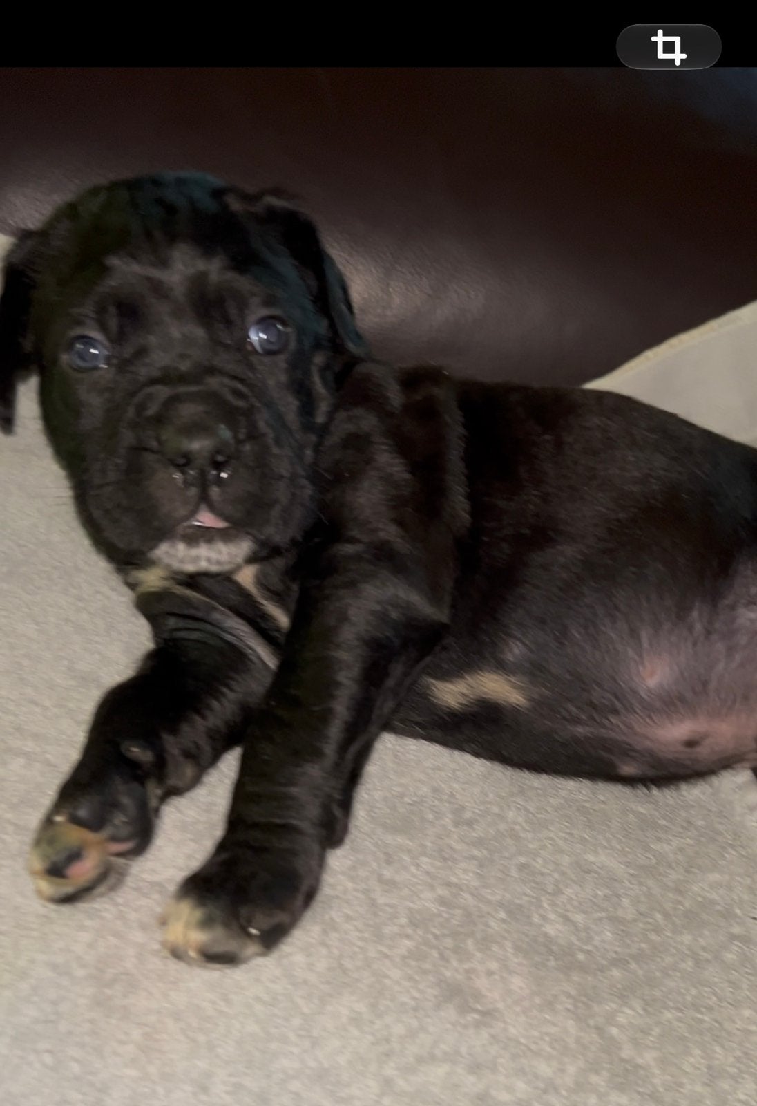 Cane Corso pups beide ouders aanwezig 29/10 nieuwe fotoos, Overige rassen, 8 tot 15 weken, Meerdere, Meerdere dieren