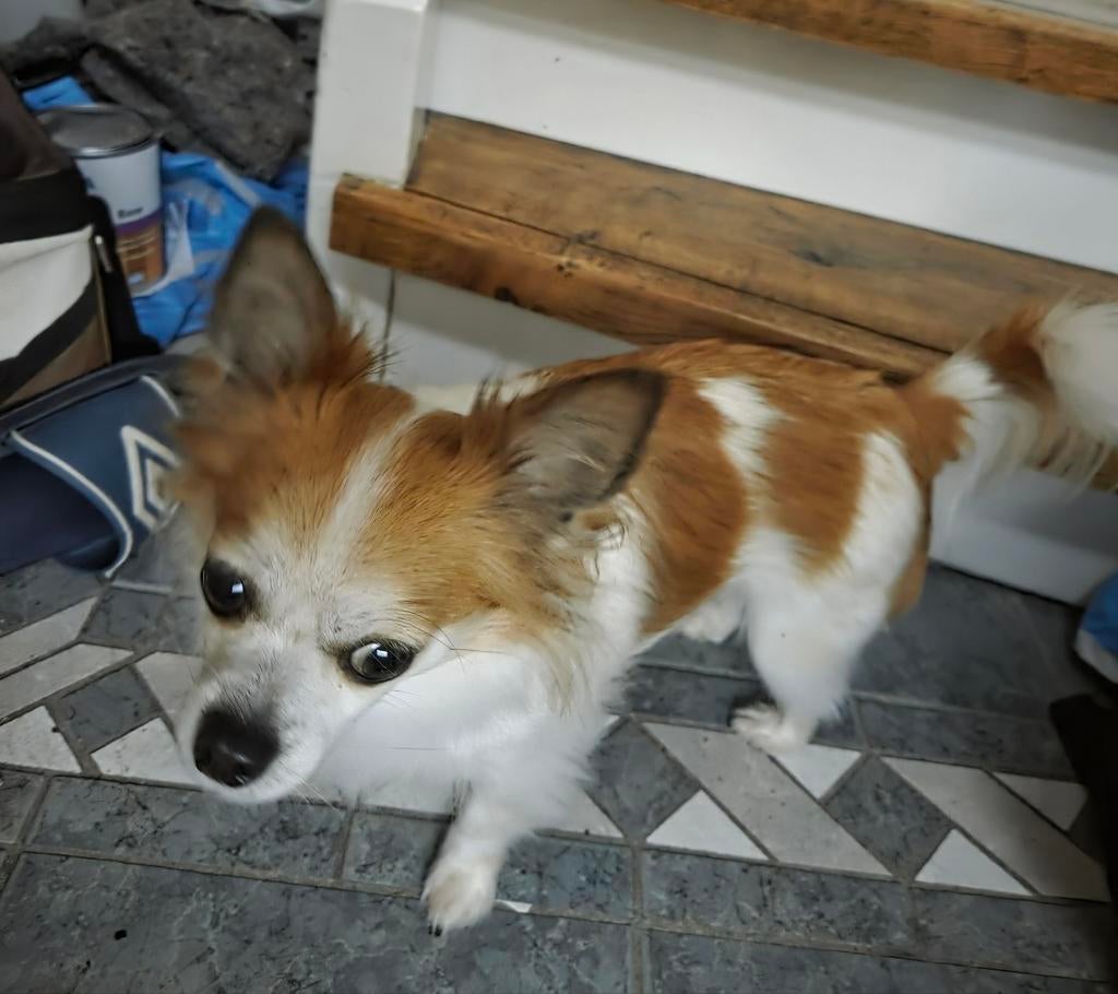Chihuahua reu, Parvo, Reu, Eén hond, Chihuahua