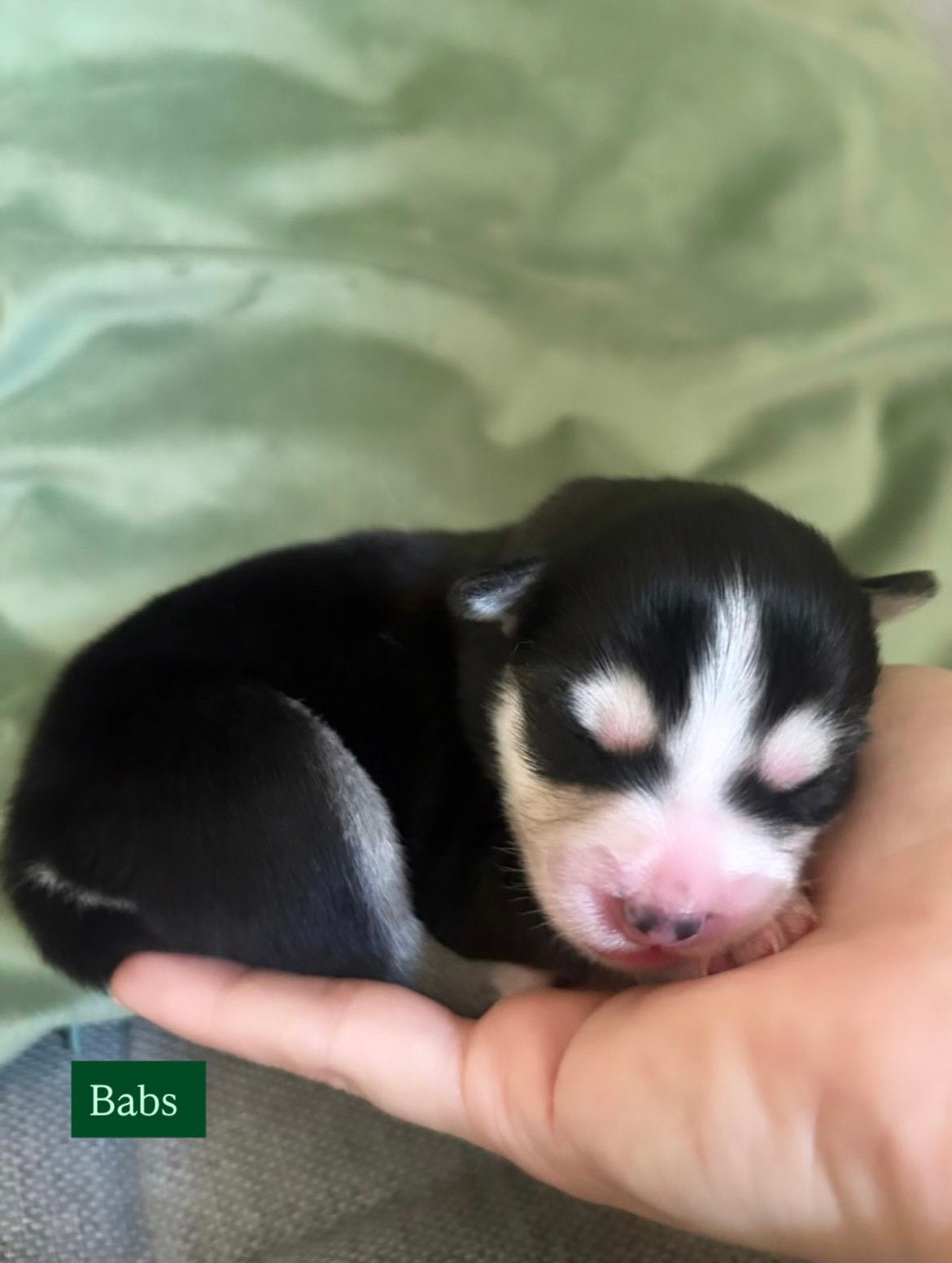 6 prachtige F2 pomsky pups zijn geboren 🩷🩷🩷🩷🩷🩵, Dieren en Toebehoren, Parvo, 8 tot 15 weken, Meerdere, Meerdere dieren