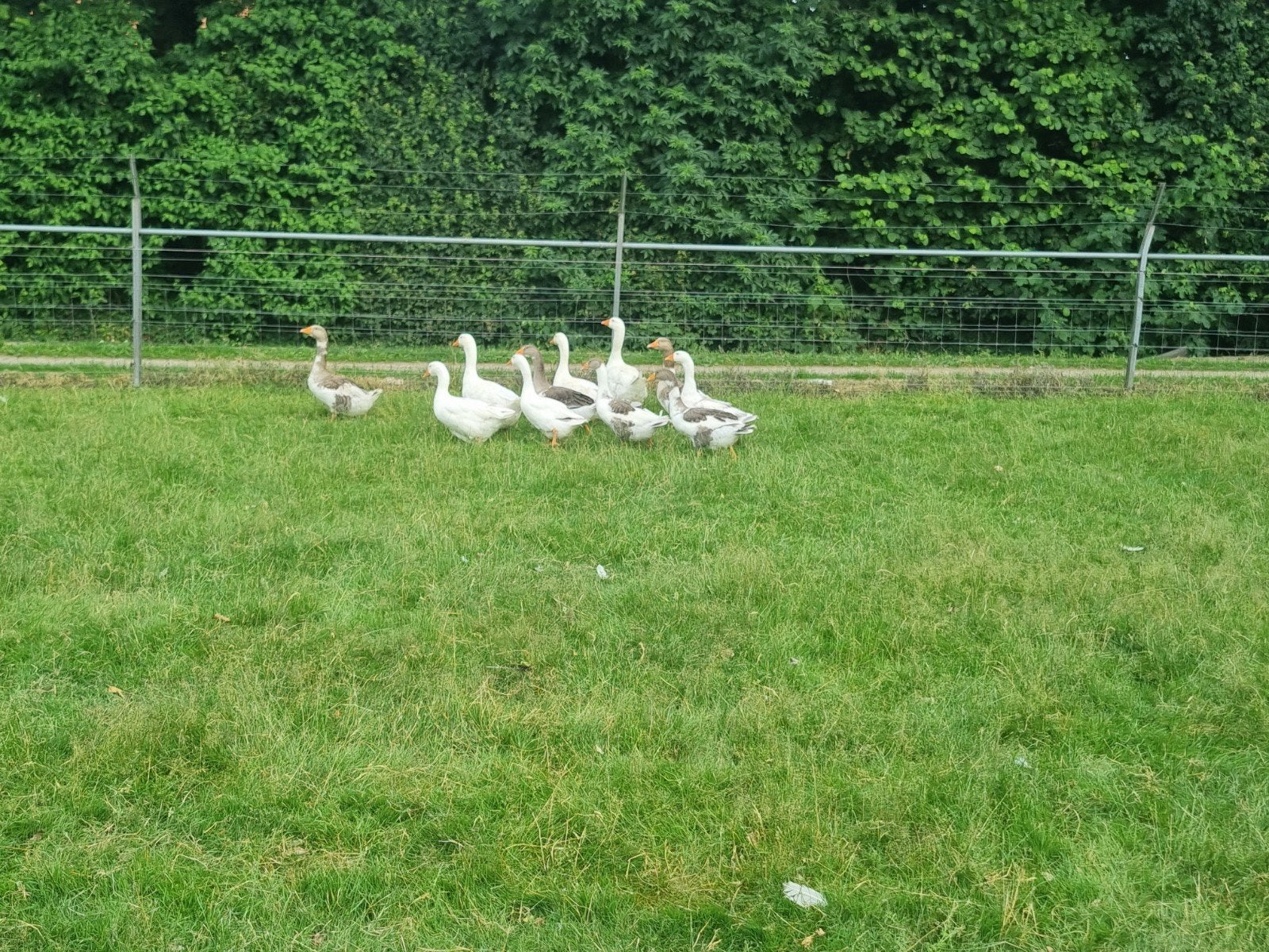 Ganzen te koop, Ophalen, Nieuw, Overige typen