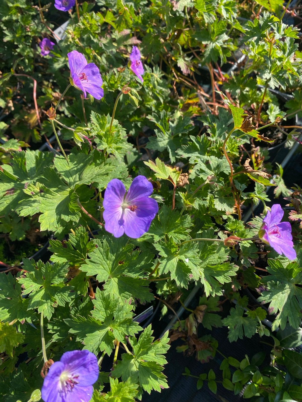 Geranium 'Rozanne' - Vaste plant met paarse bloemen, Ophalen, Bodembedekkers, Volle zon, Vaste plant