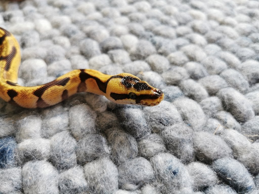 1.0 Super Enchi Pastel Koningspython Ball Python photo 3