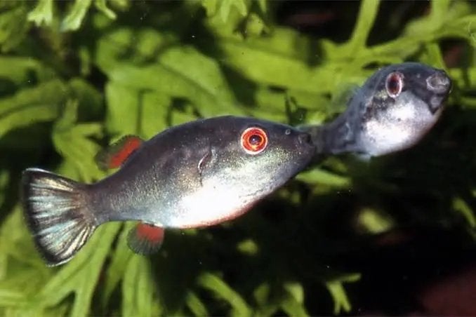 TK wildvang koppel Carinotetraodon lorteti/ kogelvis, Vis