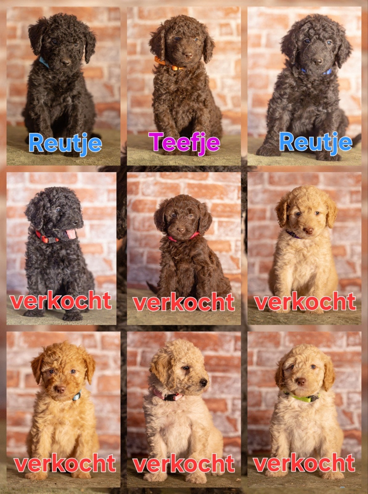 Mooie Medium Doodles!, 8 tot 15 weken, Meerdere, Meerdere dieren, Nederland