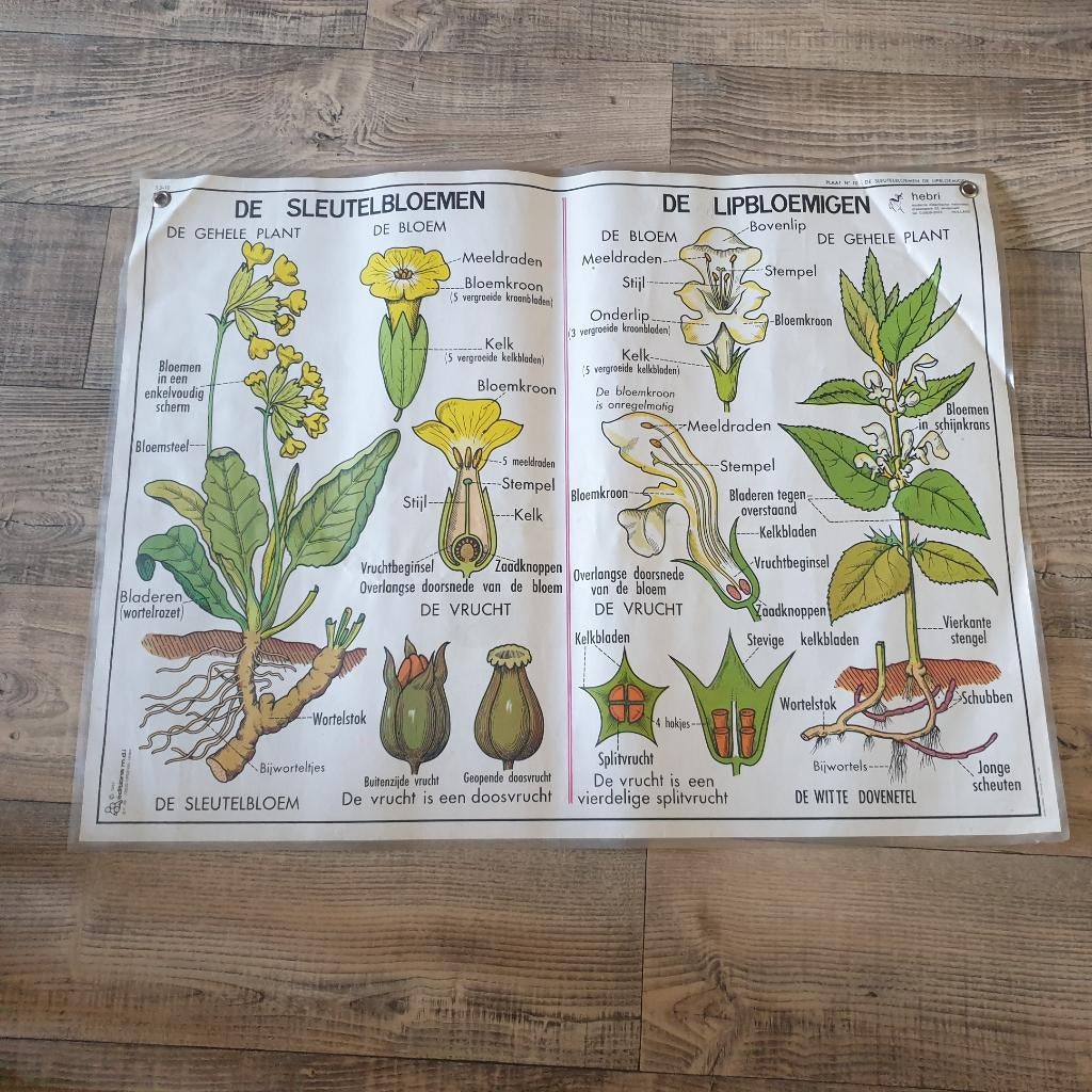 Vintage MDI Hebri biologie botanische schoolplaten posters, Antiek en Kunst, Ophalen of Verzenden, Natuur en Biologie