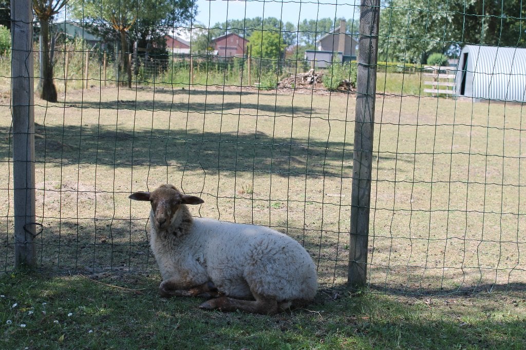 Lammeren te koop, Dieren en Toebehoren, Schapen, Geiten en Varkens, Meerdere dieren, Schaap, 0 tot 2 jaar