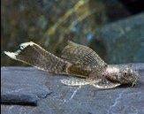 Ancistrus spec longfin - Koidream Valburg