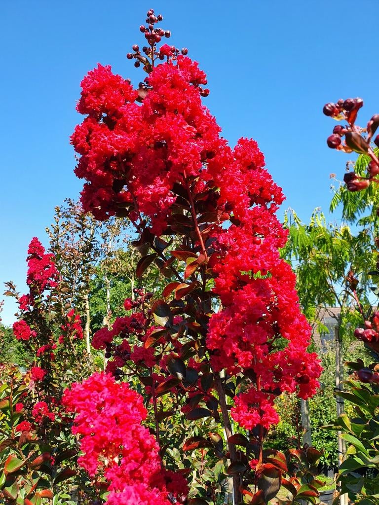 Lagerstroemia indica Dynamite / rode bloemen / hoogstam  ‼️, Tuin en Terras, Planten | Bomen, Zomer, 400 cm of meer, Ophalen, Volle zon