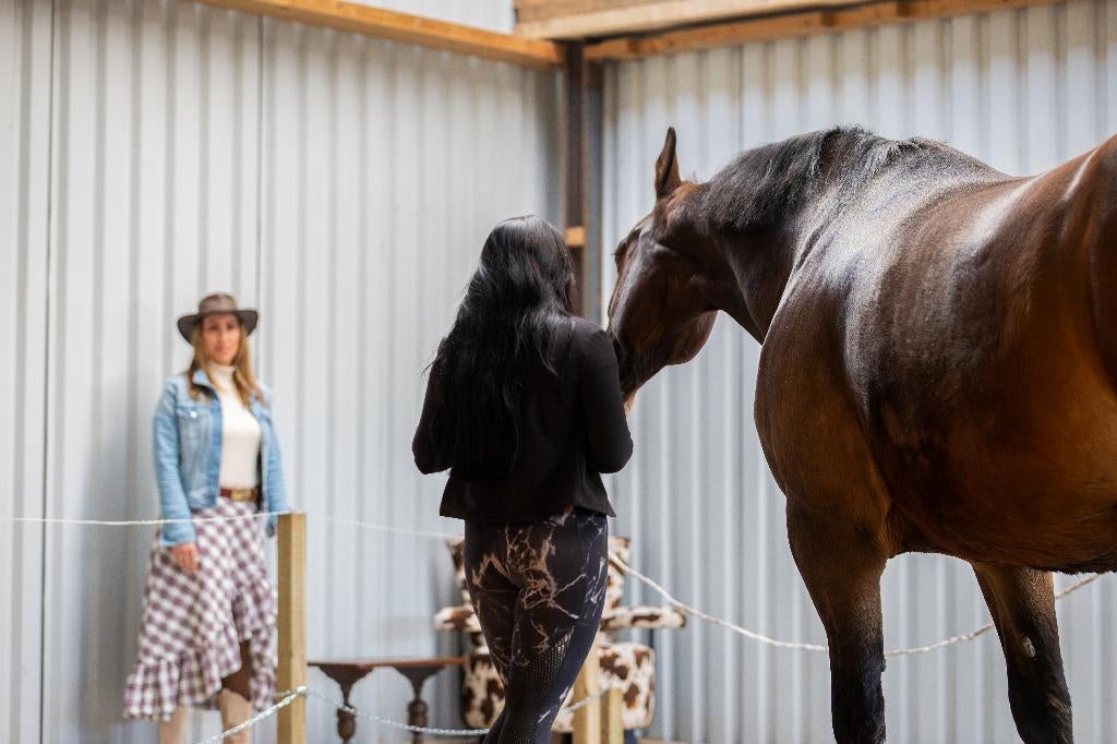 Paardencoaching-LOCATIE + CoachPAARD beschikbaar Utrecht, Dieren en Toebehoren, Paarden, Merrie, 0 tot 2 jaar